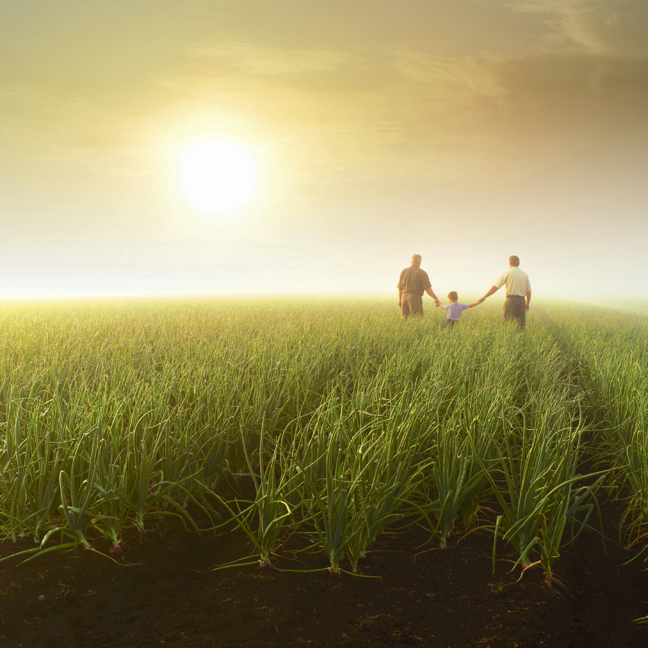 3 Generations in a Field
