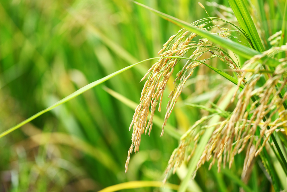 Paddy Rice