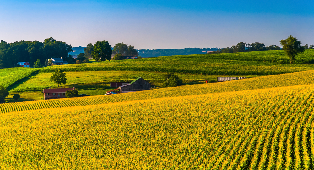 View of corn fields and farms in Southern York County, Pennsylvania.-1